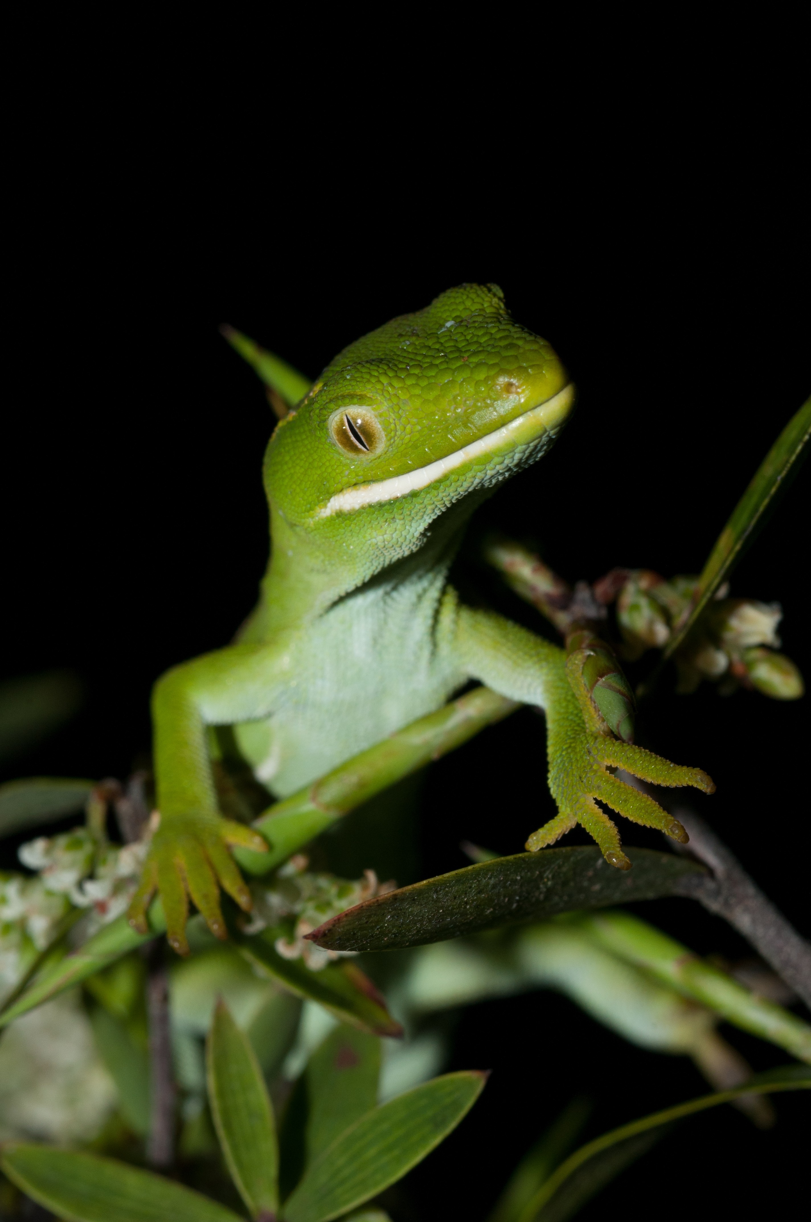 _IRM4058 – Auckland, green, gecko, Naultinus, elegans, elegans, home, lizard, irene, reptiles, rare, cold, blood, new, new zealand, zealand, nz, irene, nov16